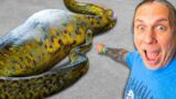 Cancer Update… And Feeding Giant Snakes