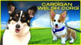 Cardigan Welsh Corgi: A real family dog or a troublemaker?!