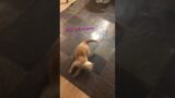 Cat Attacks Laser on Ground