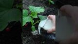 Cucumbers love this white fertilizer!
