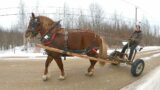 DRAFT HORSE TRAINING… Things don't always go smoothly!! & NEW COLLARS #450