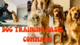 Dog training basic commands || commands basic training, Dog