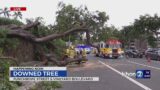 Downed trees close Vineyard Blvd.