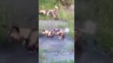 Egyptian Goose Fights off Pack of African Wild Dogs Against all Odds #wildlife #shorts