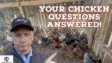 Essential Tips for Caring for Chickens: The Ultimate Guide to Raising Happy and Healthy Flocks!