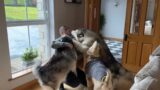Excited Dogs Finally Reunited With Their Dad! They Go Crazy Howling!