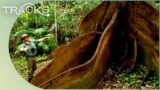 Exploring The World's Oldest Rainforest In Australia | Ray Mears Wild Australia | TRACKS