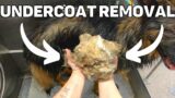 German Shepherd Undercoat Removal With FULL Client Reaction (Short Video)