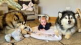 Giant Wolves Supervise Human Puppy Tummy Time! (Adorable Bond!!)