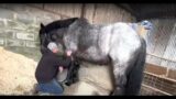 Ginormous horse accidently hurts owner!