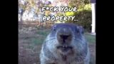 Groundhog Gone Wild: Hilarious Farm Theft Caught on Camera!