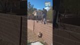 Guard Dog (Caught on Ring Camera) #shorts