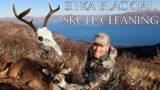 HOW TO CLEAN A SITKA BLACKTAIL DEER SKULL