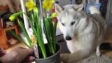 HUSKY gave Hoomum flowers for MOTHERS DAY ~ short SHERPA visit ~ stormy walk ..