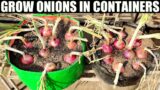 How To Grow Onions | SEED TO HARVEST