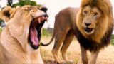 How are the LION LOVERS? | The Lion Whisperer