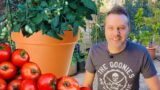 How to Grow TOMATOES in a CONTAINER or Pot