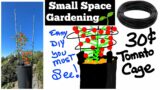 How to Grow Tomatoes in SMALL SPACE  Flower Pot, Tomato Cage Trellis GREAT & CHEAP, Container Garden