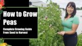 How to grow snow peas, sweet peas, & snap peas from seed to harvest #plants #peas #vegetablegarden