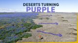 Iceland's Deserts Are Turning Purple – here's why