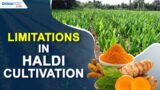 Inconvenience for Haldi cultivators