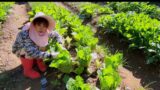 Learn How to Take Care of a Clean Vegetable Garden Day 2