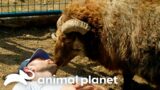 Lee Asher Rescues a One Horned Ram and Welcomes Him to the Sanctuary | My Pack Life | Animal Planet