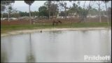 M15 Dad Drinks Water at Pond –  On High Alert – Returns to Nest  – SWFL Bald Eagles – Feb 3, 2023