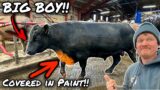 MASSIVE BULL TO THE RESCUE!?… TWO BIG FARM PROBLEMS!