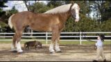 Made your day with these funny and cute Horse Videos Compilation
