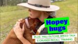 Mali Dutchie Breed Talk | Cruiser Recall Training | Sweet Affectionate Hope