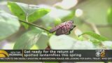 Mild winter to lead to a 'buggy' spring and summer