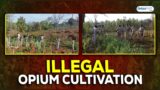 Opium Cultivation Busted