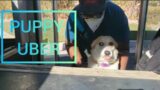 Puppy Uber To The Rescue