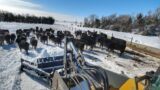 Pushing Snow for the Calves
