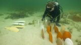 Razorfish to the rescue: A Ceramic Solution to Restore Kangaroo Island's Native Oyster Populations