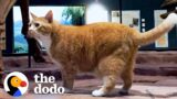 Rescue Cat Goes To Work At A Museum With His Dad Every Day | The Dodo