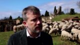 Sheep Come to the Rescue of Pompeii Ruins