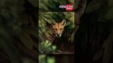 Tasmanian Tiger FOUND By Tribe SUB THE NEW CHANNEL LINK IN DESCRIPTION #shorts