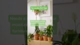 Terracotta Tips For Your Houseplants To Thrive! #shorts #indoorplants #houseplants