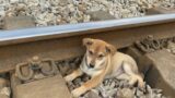 The Puppy Was Mercilessly Thrown To The Railway And The Rescue Was Tearful