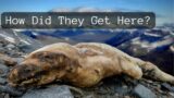 The Unexplained Mystery of Antarctica's Mummified Seals