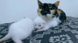 The story of the rescue of a big-nosed cat and her kittens || after 4 days.