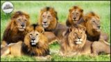 These 6 Lions Killed 40% of ALL Lions in Africa!!