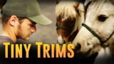 Tiny Trims – Horse Shelter Heroes S4E6