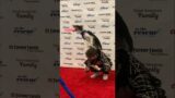 To the Rescue PupaThon 2023 – World Champion Frisbee Dogs on the red carpet!! #discdog #totherescue