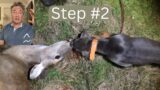 Tracking Dog Training, Step 2, Real Deer Tracks