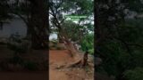 Tree growing against all odds