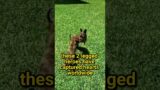 Two-Legged Pups Walk Together Against All Odds #short #shorts #dogshorts