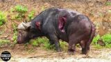 Unbelievable ! Injured Animal Fights DEATH For Life, What Miracle Happened ? | Wild Animals